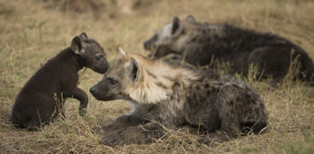 hyena